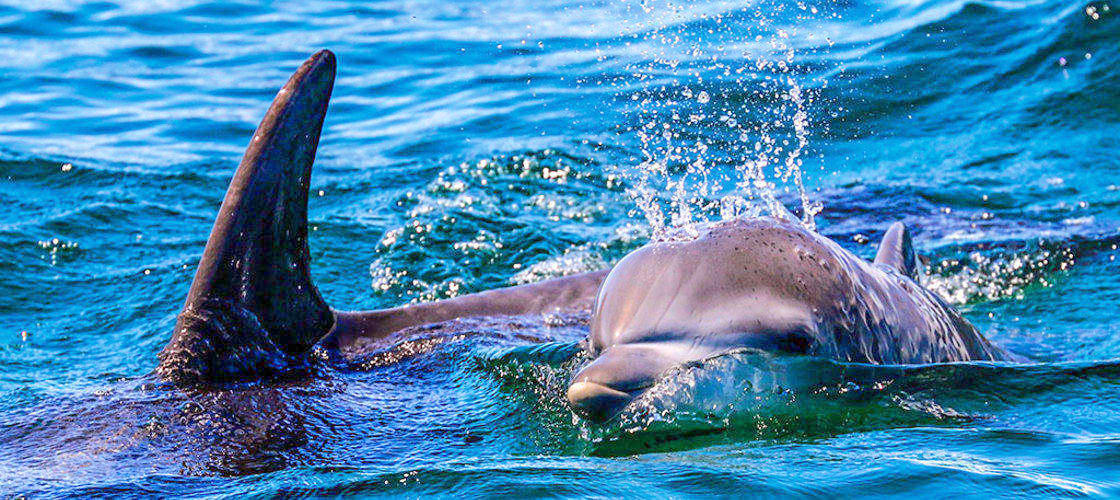 追逐海豚精灵 悉尼杰维斯湾游1.