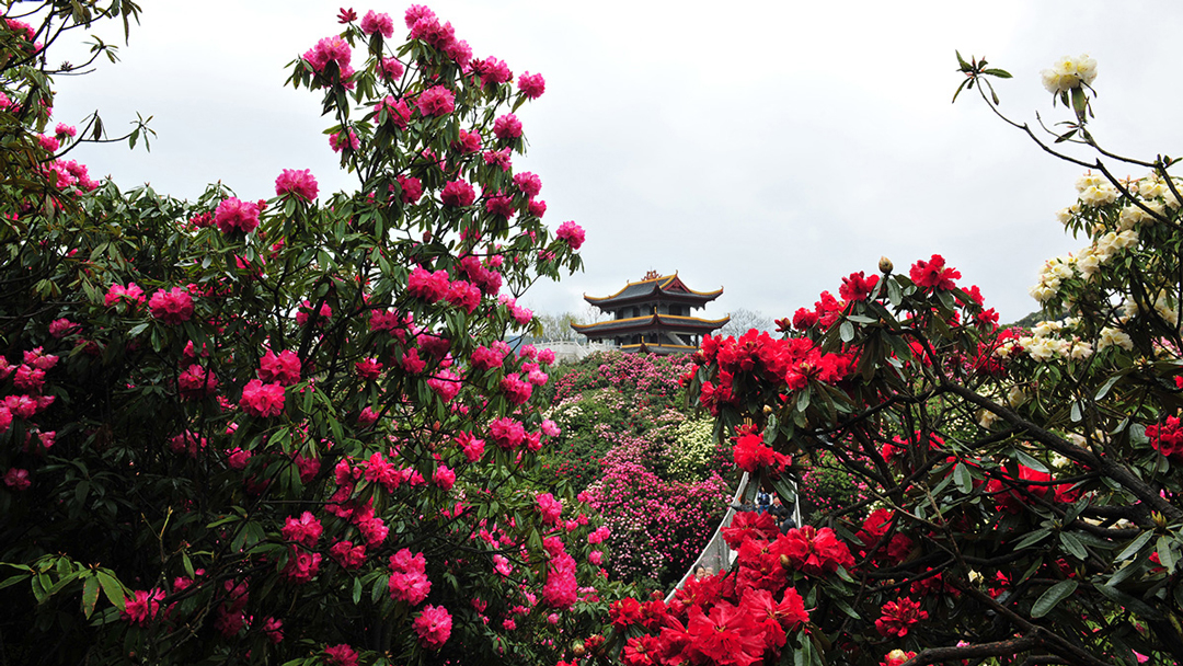 春季踏青赏花 贵州百里杜鹃风景区成人票