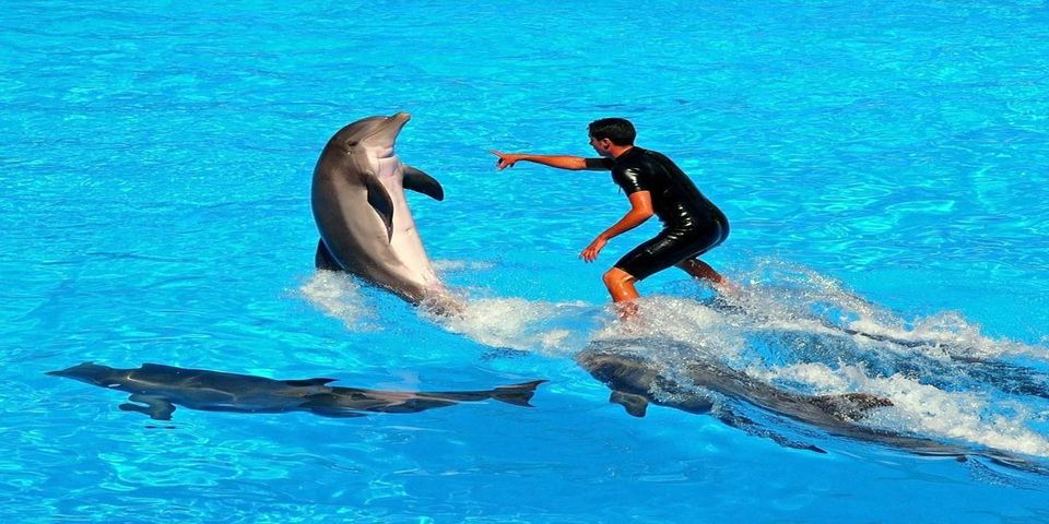 埃及欢乐海豚show赫尔格达海豚表演免费酒店接送保险