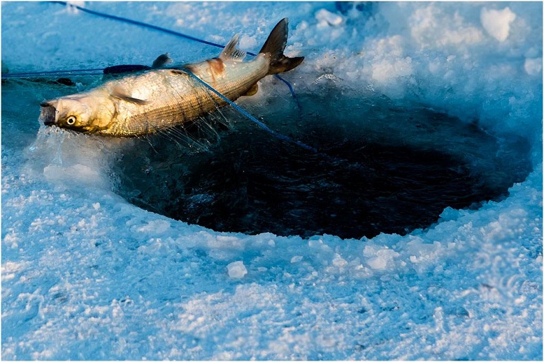 加拿大 黄刀镇 奔巴迪轻坦捕鱼体验之旅(经典推荐 特色鱼餐 含酒店