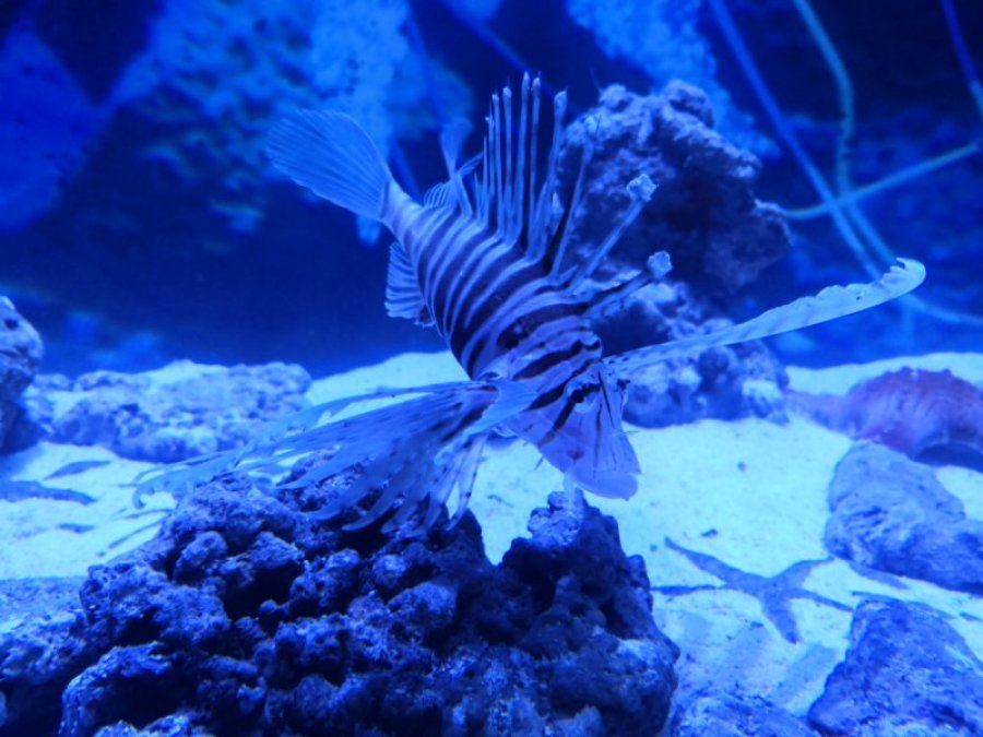 海口·观澜湖海之语海洋世界门票