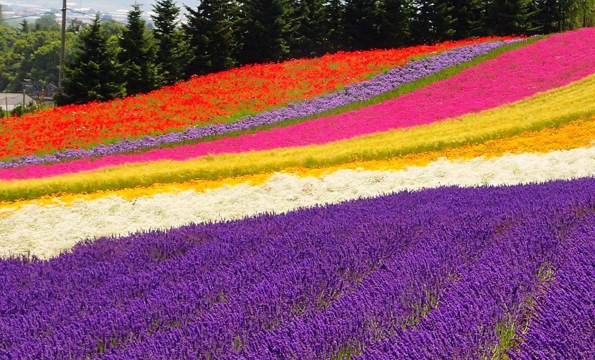 展望花畑四季彩の丘超人气美瑛 青池 富良野花田踏青之旅一日游 含拼布之路 富田农场 精灵露台赠送自助午餐 马蜂窝自由行