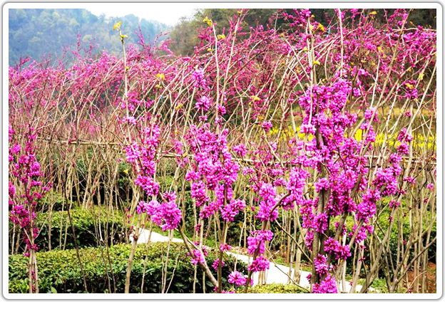 一花一世界;根据各种 季节盛开的花种不一样(紫薇花/ 紫荆花/紫藤花