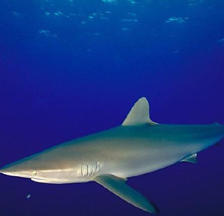 苏州乐园海底世界门票 电子票 刷身份证入园 无需取票 (亲子互动),马