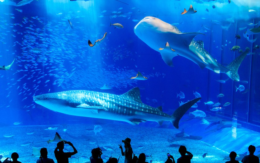 冲绳美丽海水族馆门票琉球村超值套票冲绳必打卡扫码入园方便快捷
