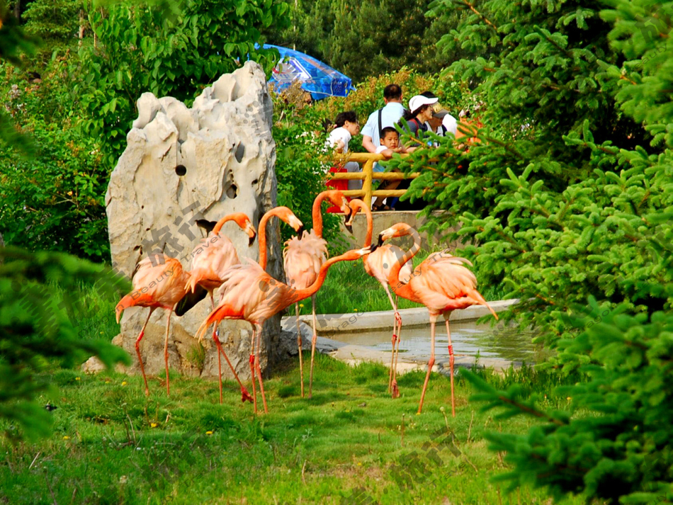 哈尔滨动物园门票 阿城北方森林动物园门票 成人票