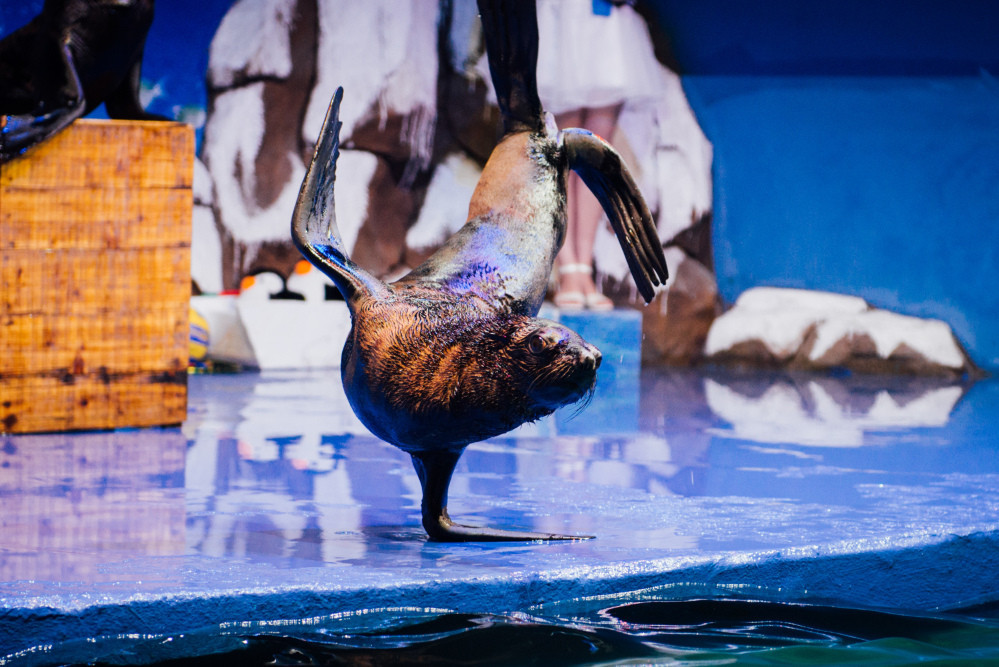 重庆欢乐海底世界