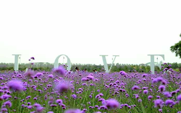 郑州普兰斯薰衣草庄园成人票(浪漫风情园/当日可订/摄影必选地)