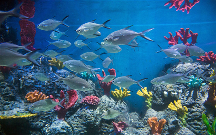 海口观澜湖新城海之语海洋世界门票