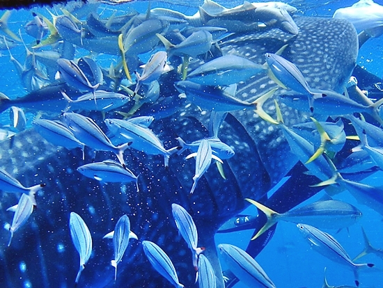 梦幻冲绳之旅与鲸鲨一起遨游海洋世界绝赞的浮潜体验中文服务恩纳村