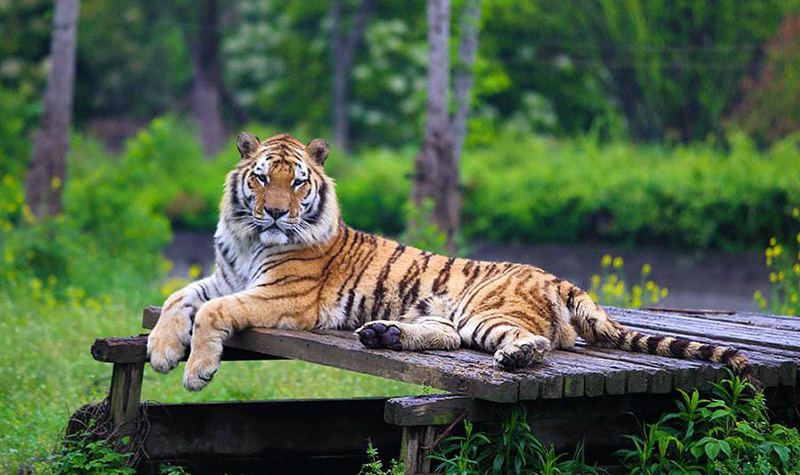 东北虎 林中之王虎口夺食