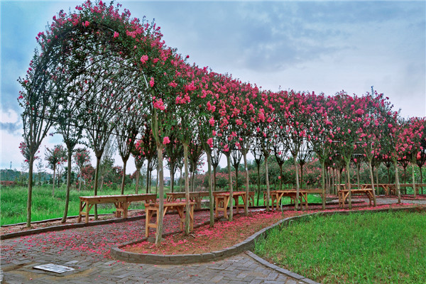 紫薇都市田园门票/电子票/快速入园(以植物编织文化为主题 是华中紫薇