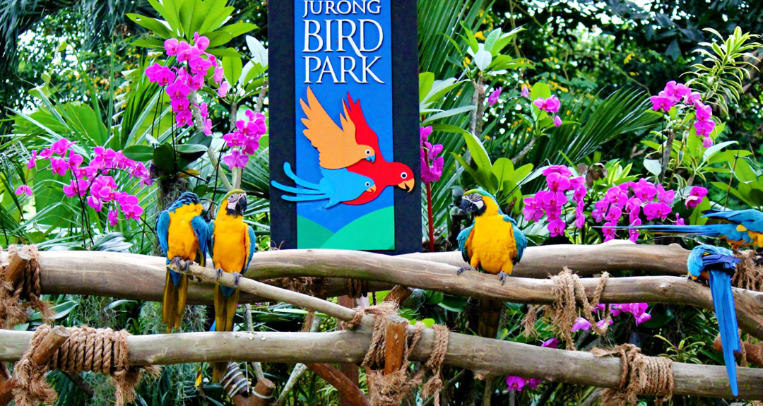新加坡裕廊飞禽公园电子门票 无需打印  手机出示快速入园