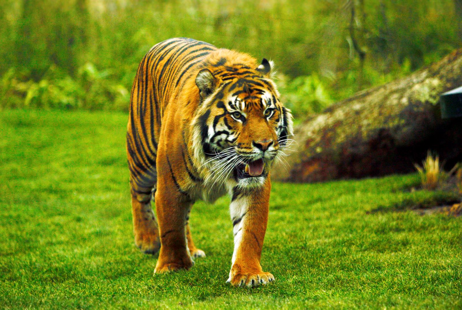 英国伦敦动物园门票电子票免排队购票