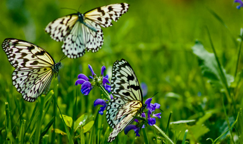 北京七彩蝶园北京蝴蝶生态观赏园景区电子票