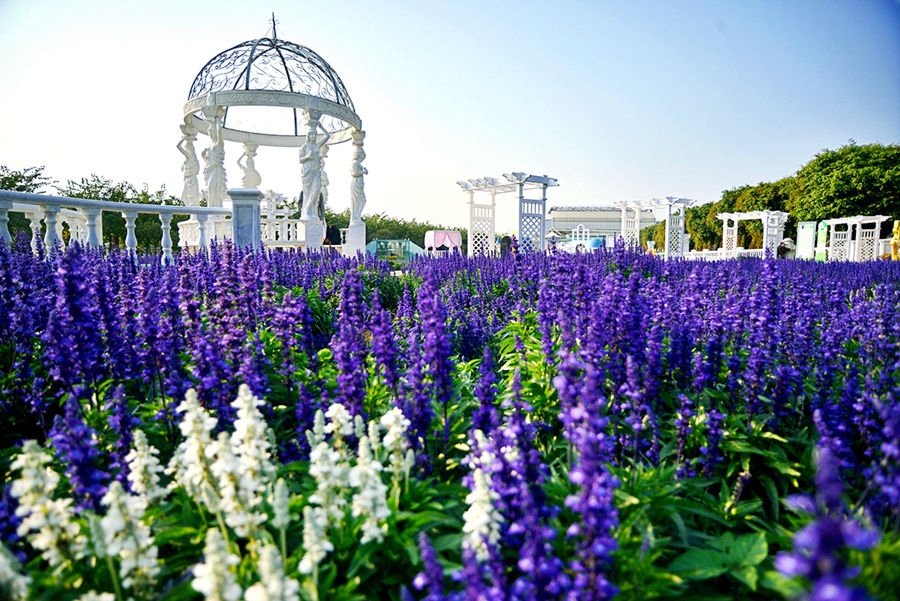 【出票快】广州南沙百万葵园(亲子必玩)