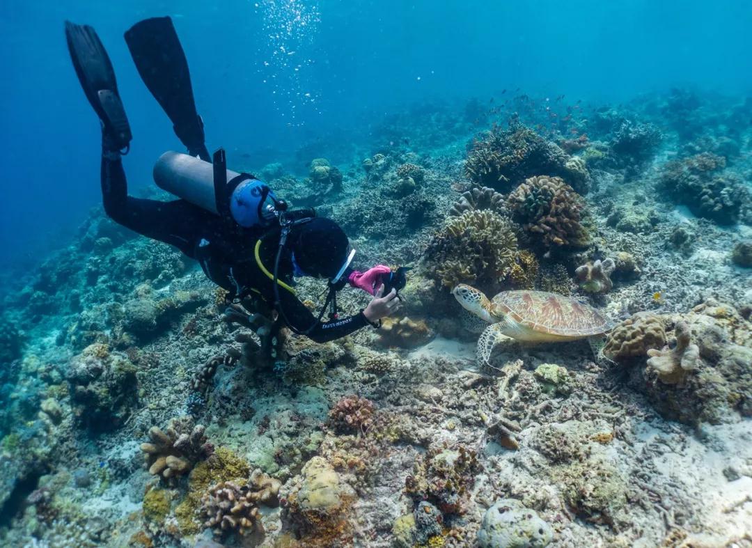 沙巴的鱼成群结队,潜水就可一览它们的风采.
