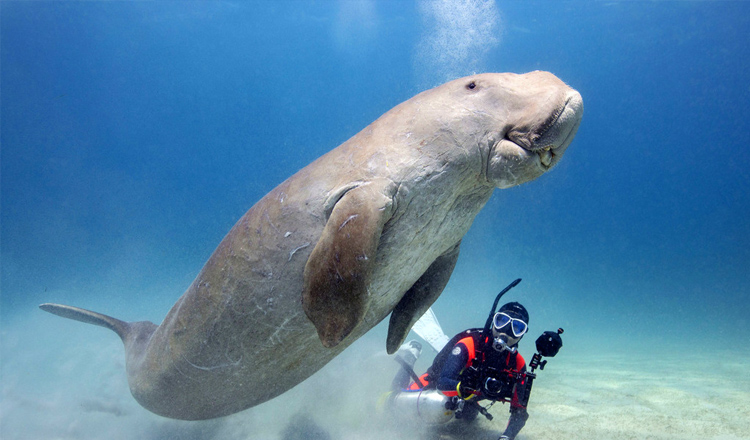 菲律宾巴拉望科隆岛浮潜一日游看海牛儒艮路线中文向导含接送