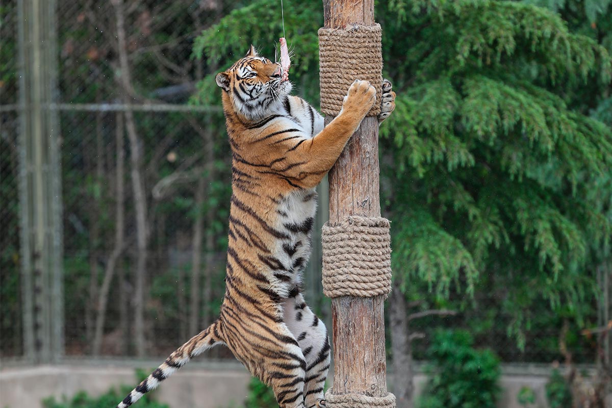 生活在都市里的人想要看到老虎都很不容易,更何况能看到老虎野性的