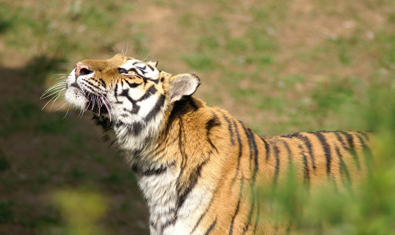 作为森林之王,怎能与他人共享地盘,老虎家族独霸虎山作为他们的根据地