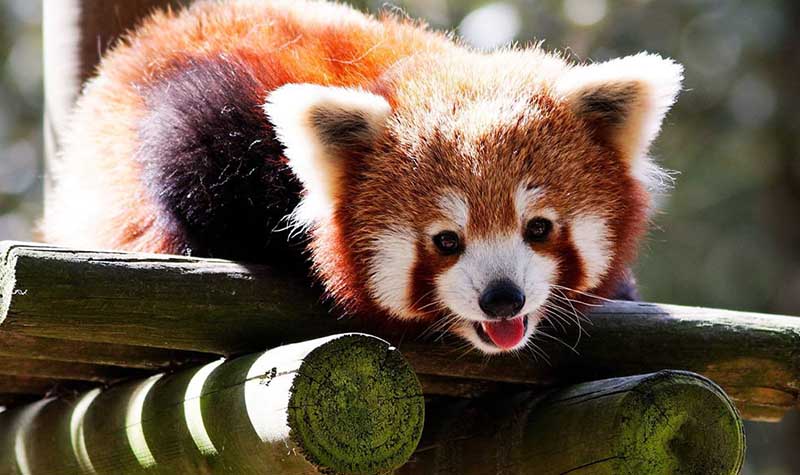 萌萌哒的小兽们,满地的乱蹦跶,干脆面君小熊猫,狡猾机智的狐狸等等