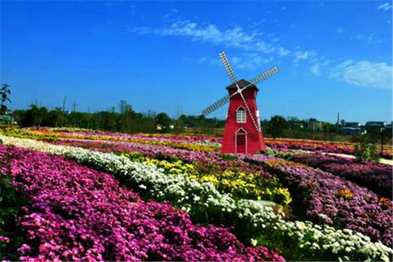 四川绵阳国际兰花公园门票214325前任一天可去万盆兰花幽然成香立即
