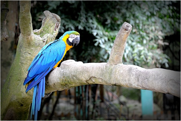 中国长乐鸟语林成人票