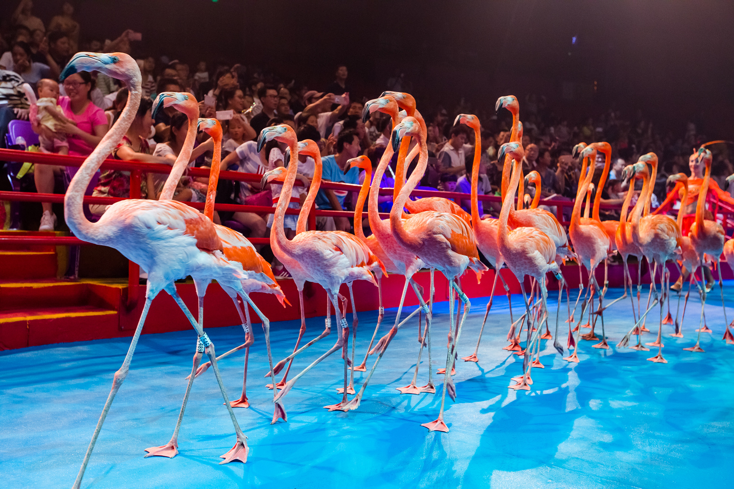 广州长隆国际大马戏门票可选场次短信取票