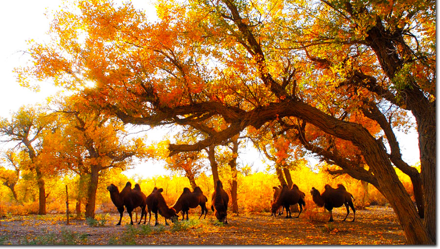 胡杨(学名:populus euphratica),又称胡桐(汉书),英雄树,异叶胡杨,异