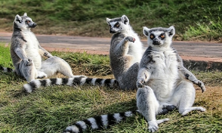 重庆永川乐和乐都主题公园门票含野生动物园欢乐世界