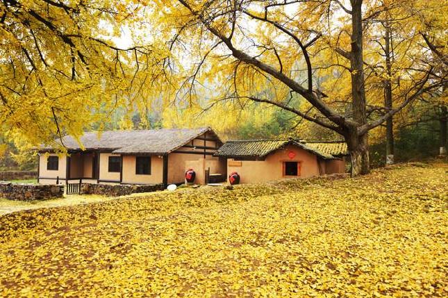 每到金秋,山谷里千百万株银杏树叶尽染成黄色,像一片片杏黄云彩在山间