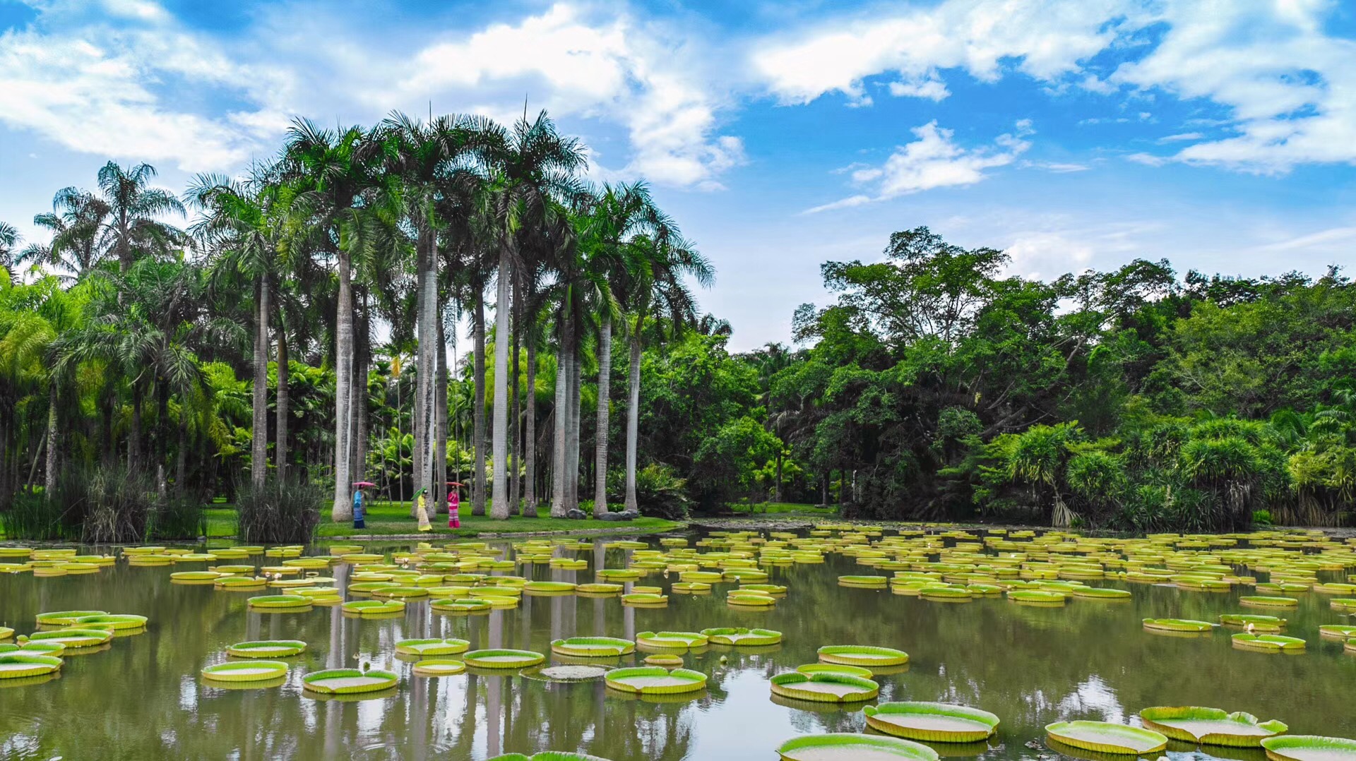 中国科学院西双版纳热带植物园又叫勐仑植物园,是中国面积收集物种最