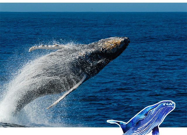 冬季限定近距离赏鲸鱼日本冲绳出海观鲸那霸市区免费接送全程中文讲解