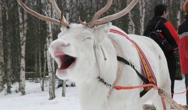 芬兰罗瓦涅米雪地摩托驯鹿雪橇活动附送跨越北极圈证书含接送热饮