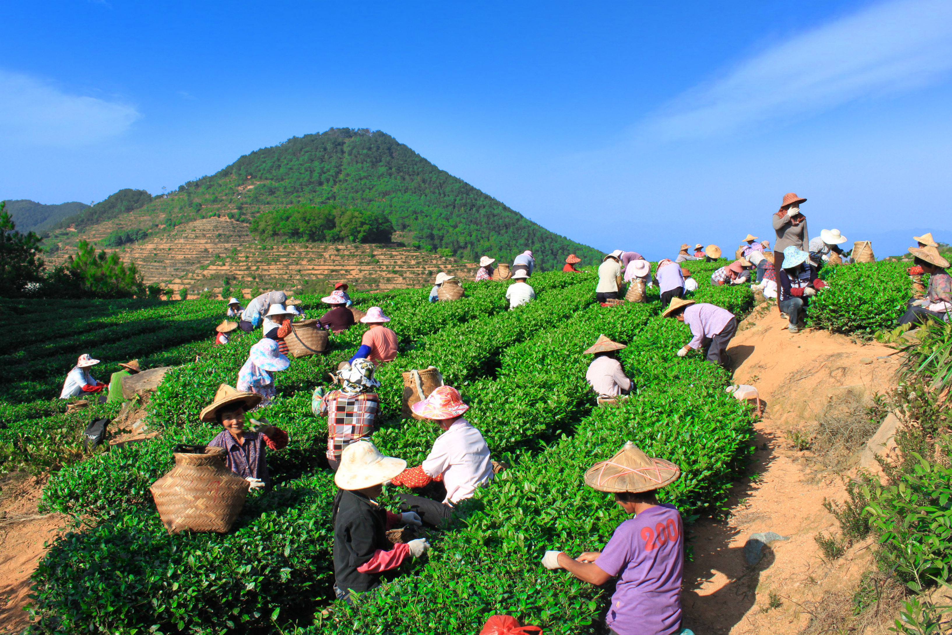 "一片连接一片的茶园形成的茶海是全国农业休闲与乡村旅游示范点,始创
