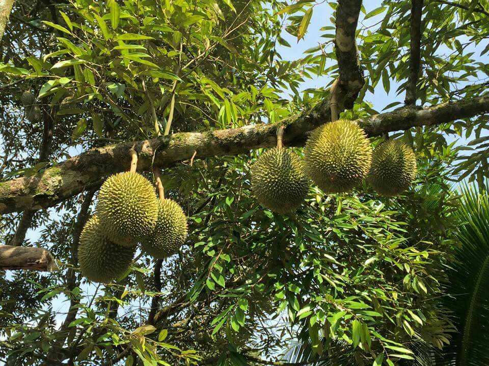 彭亨文东猫山王榴莲园探访吉隆坡周边美食美景包车一日游全程中文司导