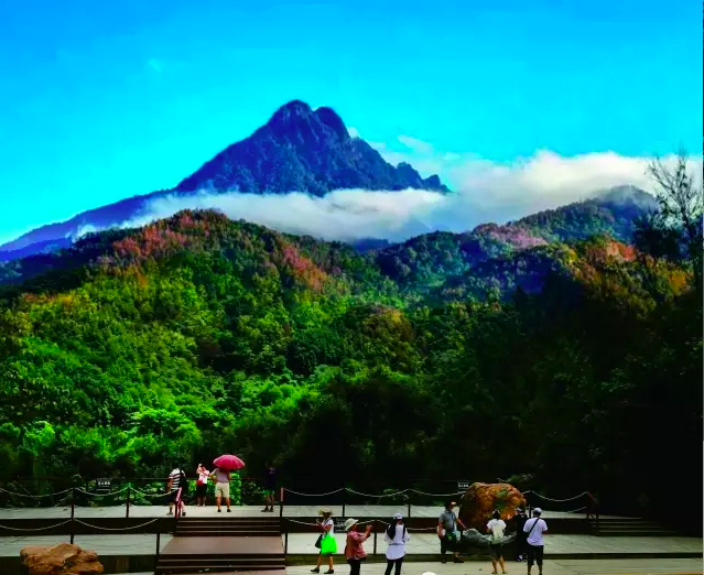 五指山热带雨林风景区门票 电瓶车(雨林栈道景区)