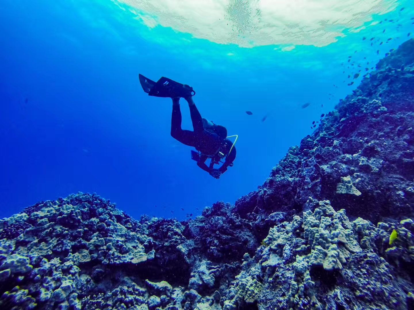 夏威夷欧胡岛无需潜水证潜水(二种套餐可选 中文教练 潜水装备)