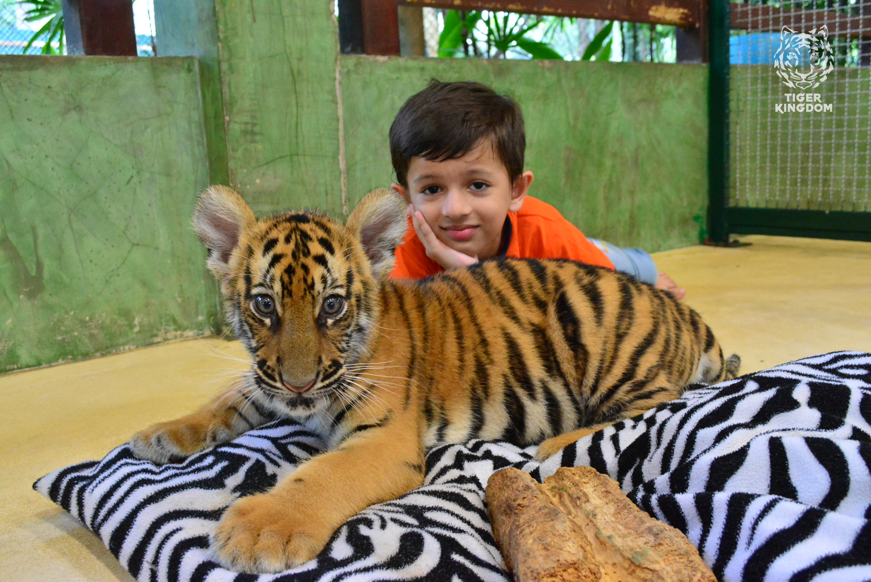 普吉老虎王国tigerkingdom可与老虎0距离接触拍照训练员安全保障各