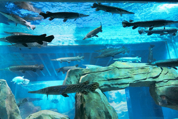 石家庄海悦天地海洋公园