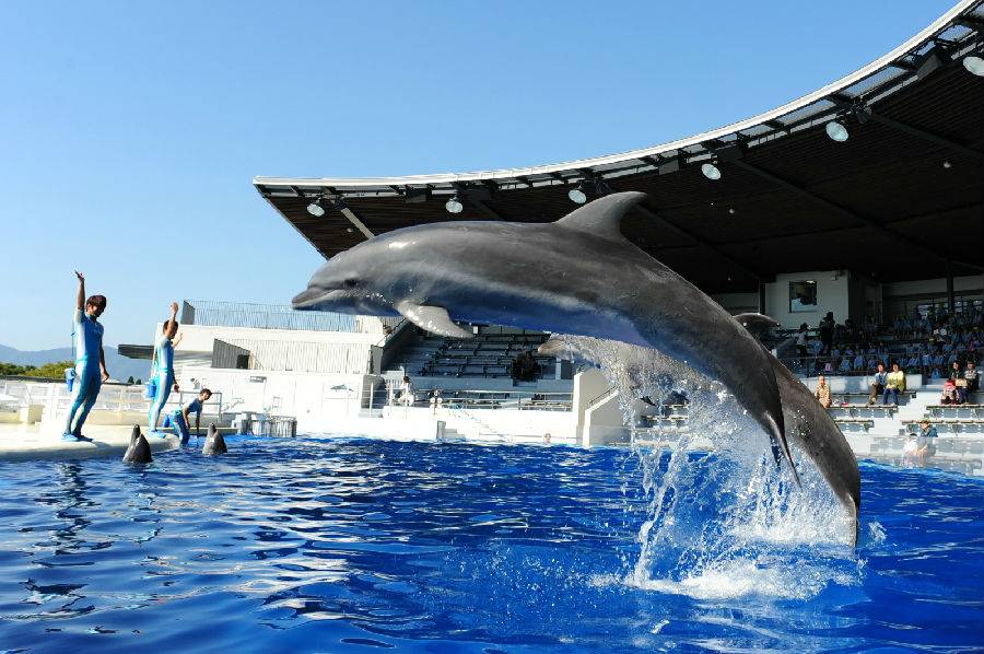 日本京都水族馆门票京都海洋馆入场券亲子旅游海洋世界
