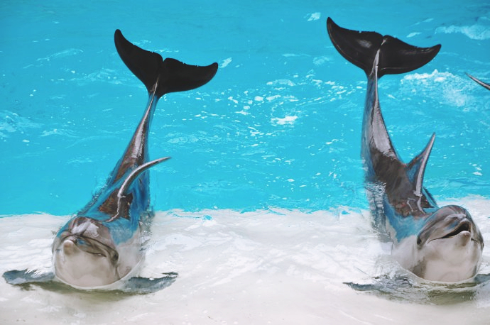 芭堤雅海豚乐园海豚世界门票粉色海豚诱惑粉嫩嫩哒