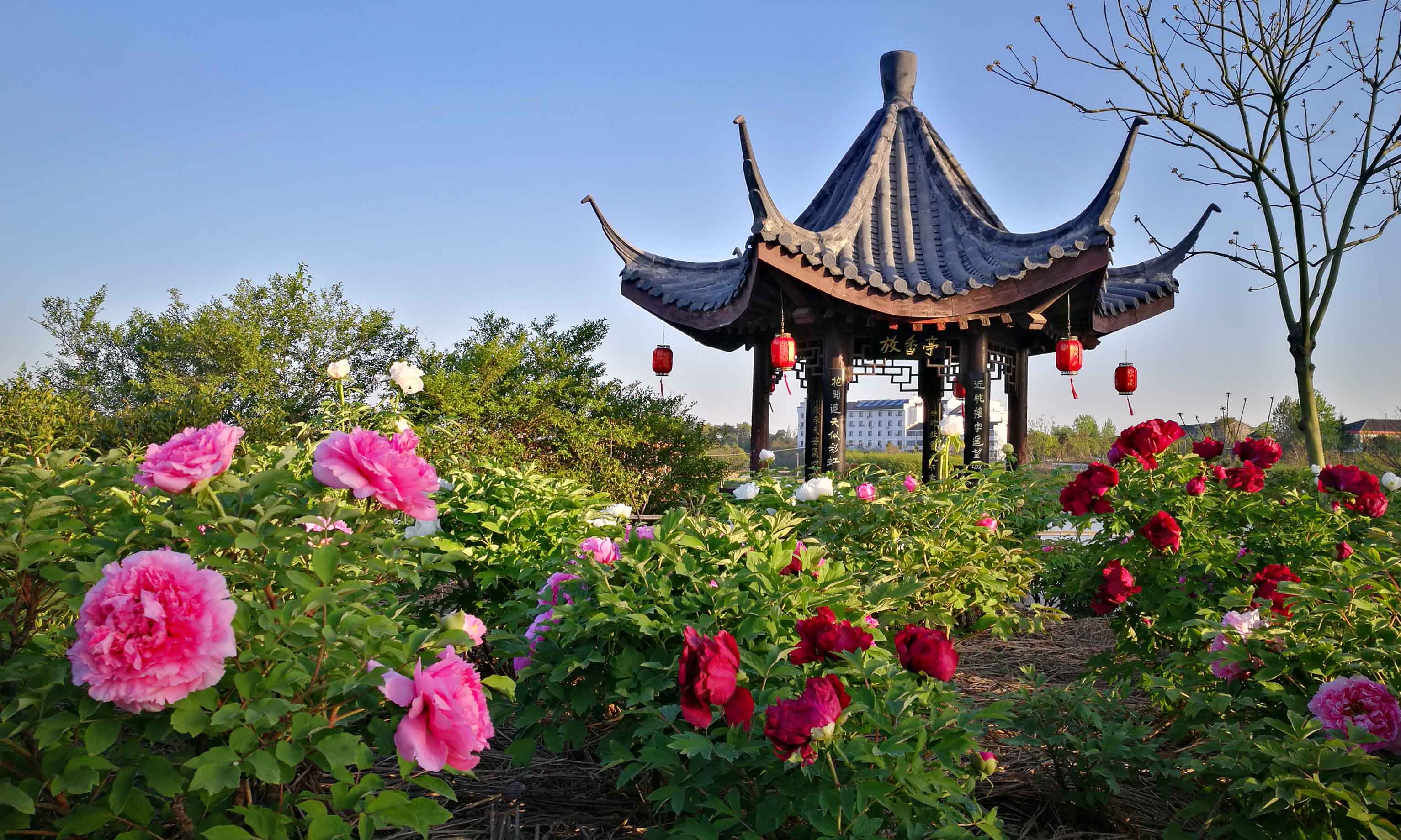 十万株牡丹三万株芍药镇江句容茅山豆腐村小康牡丹园