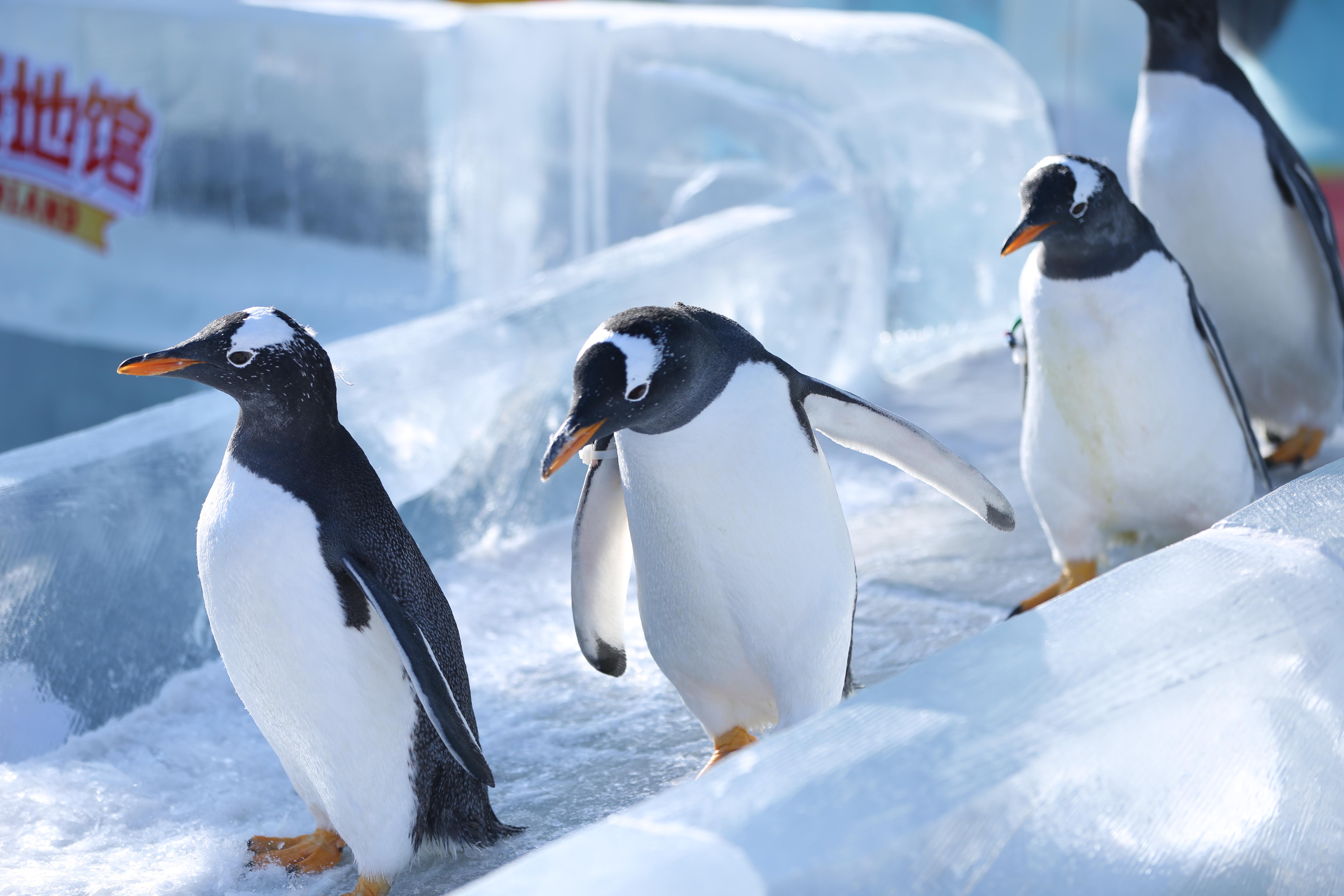 黑龙江 哈尔滨极地馆门票