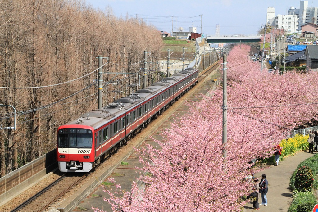 日本冬季早樱一日游三溪园河津樱花祭京急电车