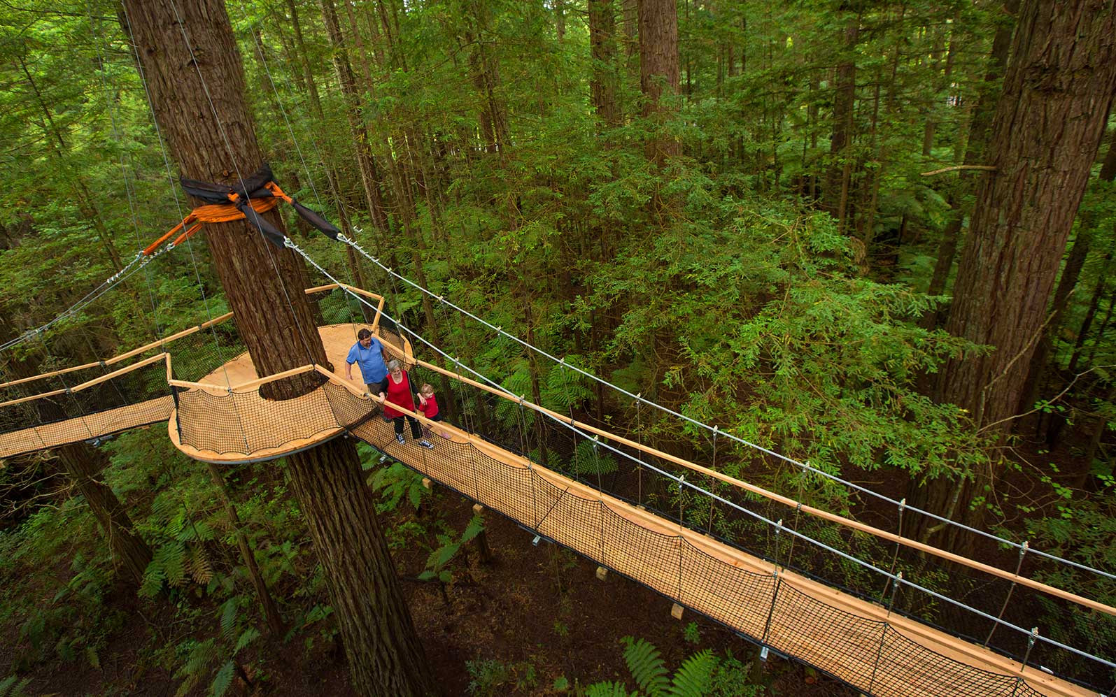 新西兰罗托鲁瓦红木森林树顶步道rotoruaredwoodstreewalk白天票夜晚