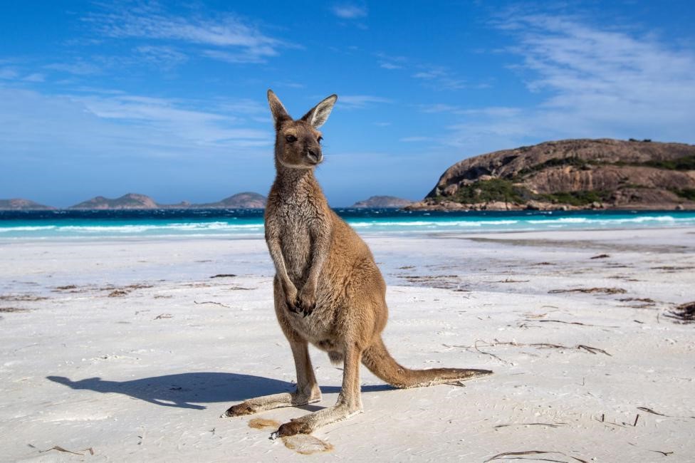 袋鼠奇妙体验幸运湾邂逅袋鼠一家奥尔巴尼原野星光展玛格丽特酒庄品酒