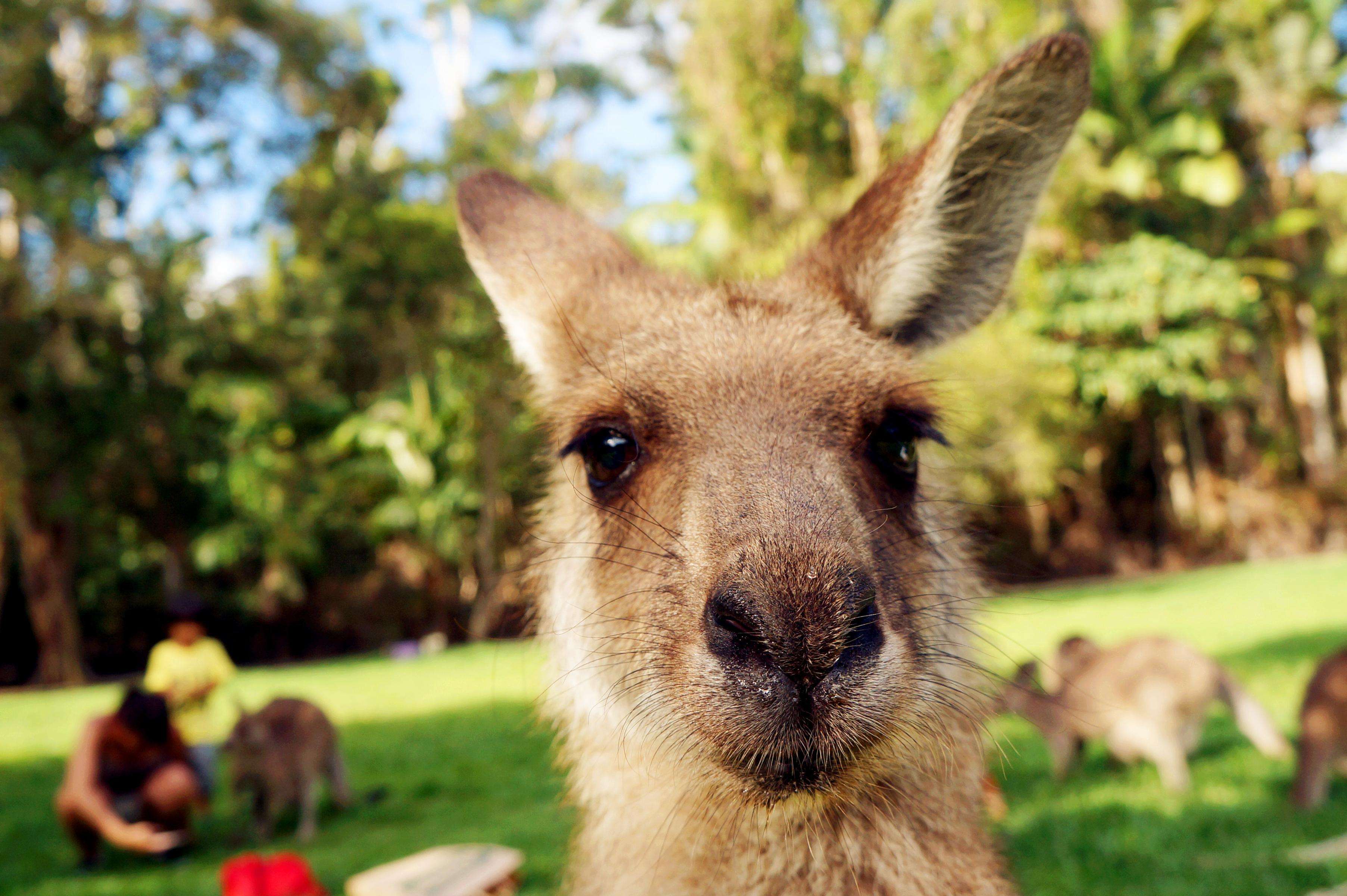 澳大利亚黄金海岸可伦宾野生动物园
