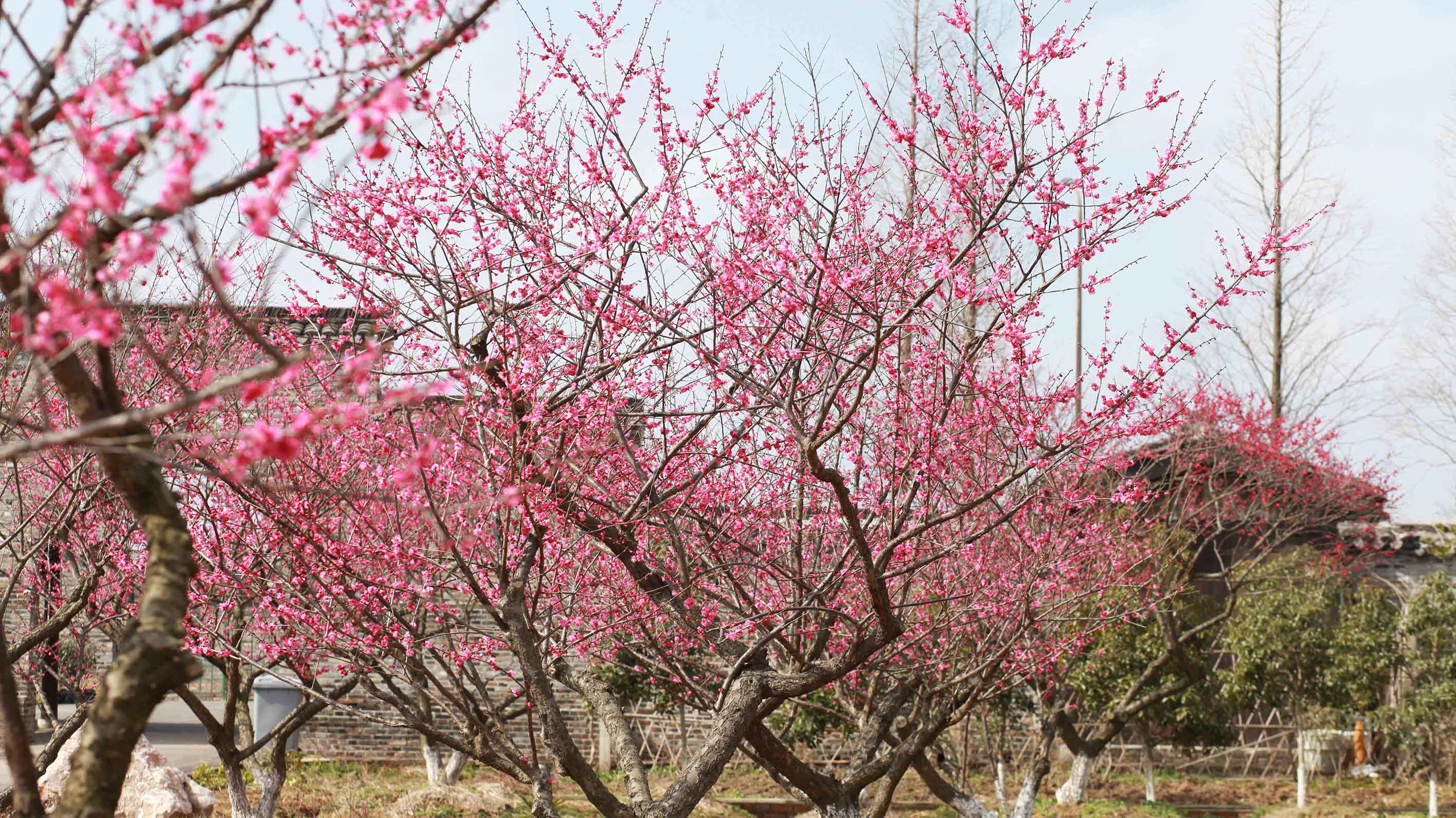 百亩千株姹紫嫣红句容茅山豆腐村小康梅花园