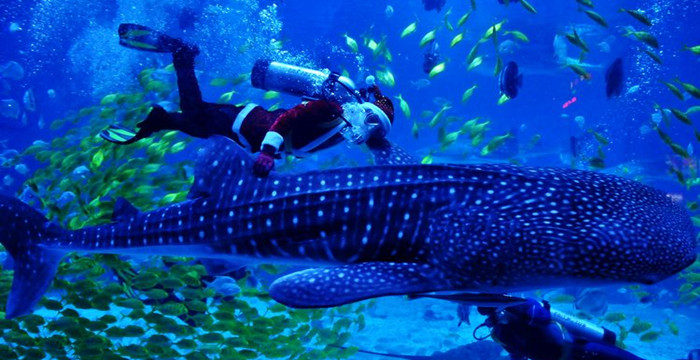 烟台海昌鲸鲨海洋公园电子门票